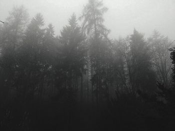 Scenic view of forest during foggy weather