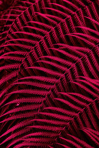 Viva magenta beautiful view of fern plant in monochrome color. forest viva magenta colored 