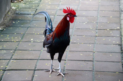 Close-up of rooster