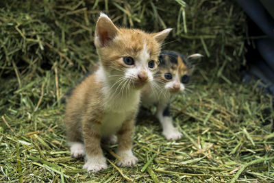 Portrait of kitten on field