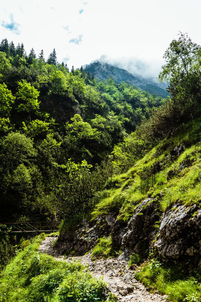 SCENIC VIEW OF FOREST