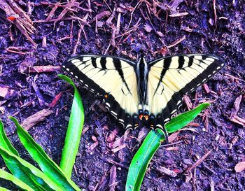 Plants growing on a tree