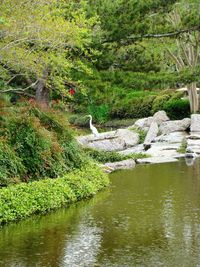 View of birds in the lake
