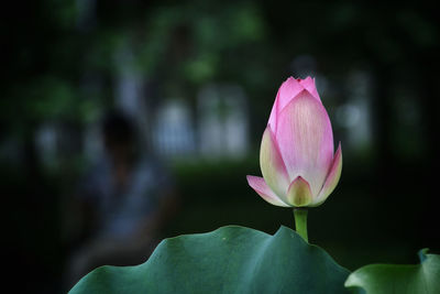 Close-up of pink lotus water lily in pond