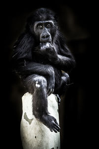 Gorilla sitting on rock at zoo