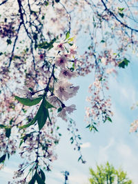 Close-up of cherry blossom tree