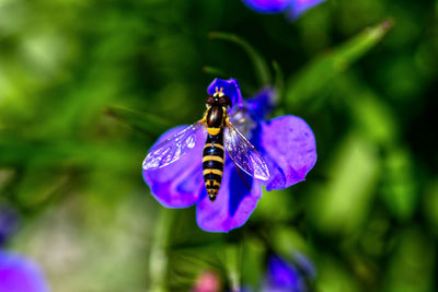 Close-up of butterfly pollinating on purple flower