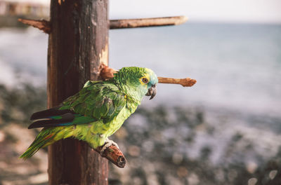 Close-up of parrot perching