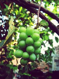 Close-up of grapes hanging on tree