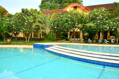 Swimming pool by trees