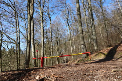 View of bare trees in forest