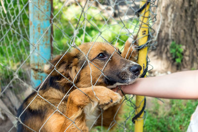 Close-up of a hand holding dog