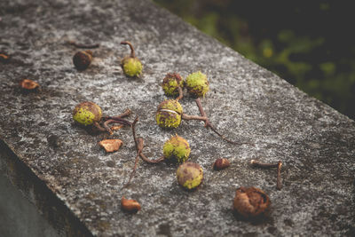 High angle view of plant growing on wood