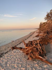 Driftwood on beach against sky during sunset