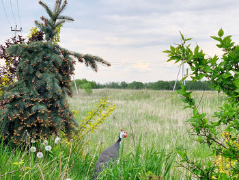 Scenic view of grassy field against sky