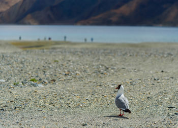 Seagull perching on a beach