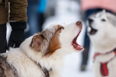 Close-up of a dog