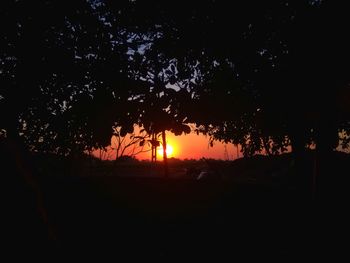 Silhouette trees on field against sky at night