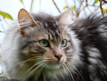 Close-up portrait of a cat