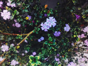 Close-up of pink flowers