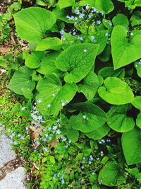 High angle view of fresh green leaves on field