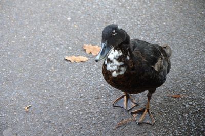 Close-up of bird in water