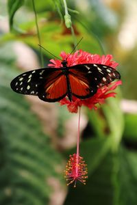 Close-up of butterfly pollinating on red flower