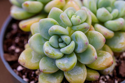 High angle view of succulent plant in market