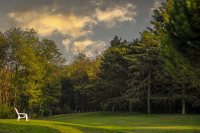 Trees in park during autumn