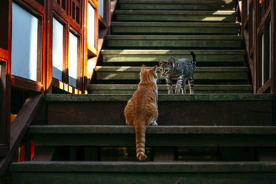 Low angle view of cat standing on staircase