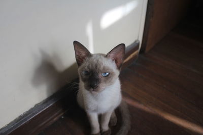 Portrait of cat on floor at home