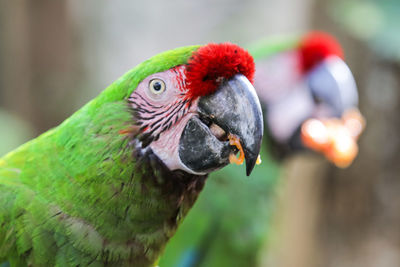 Close-up of parrot