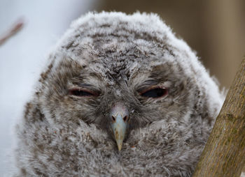 Close-up portrait of owl