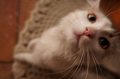 Close-up of cat