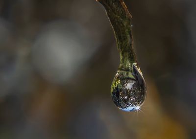 Close-up of water drops on plant
