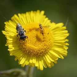 Close-up of bee pollinating on yellow flower