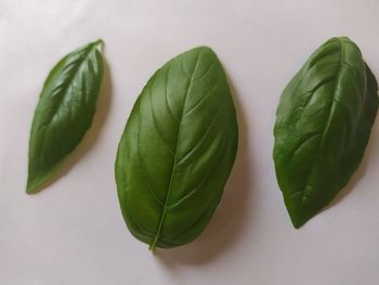 High angle view of green leaves on table