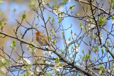 Low angle view of bird perching on tree