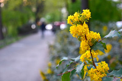 Close-up of yellow flowers