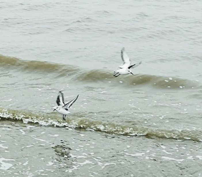 vertebrate, animal, animal themes, water, bird, animal wildlife, animals in the wild, flying, group of animals, spread wings, motion, seagull, no people, nature, day, mid-air, waterfront, sea, flapping