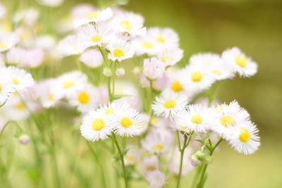 Close-up of white daisy flowers