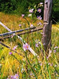 Close-up of purple flowers