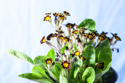 Close-up of insect on plant