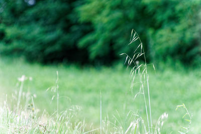 Close-up of grass on field