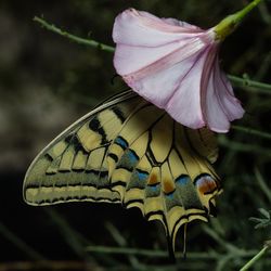 Close-up of butterfly on flower