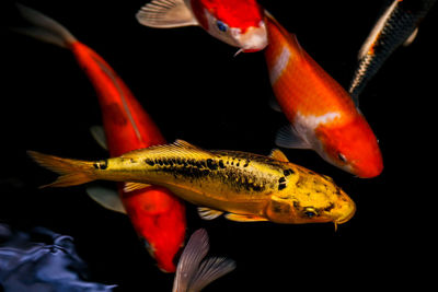 Close-up of fish swimming in sea