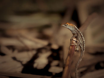 Close-up of caterpillar