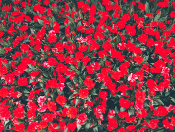 Full frame shot of red flowering plant