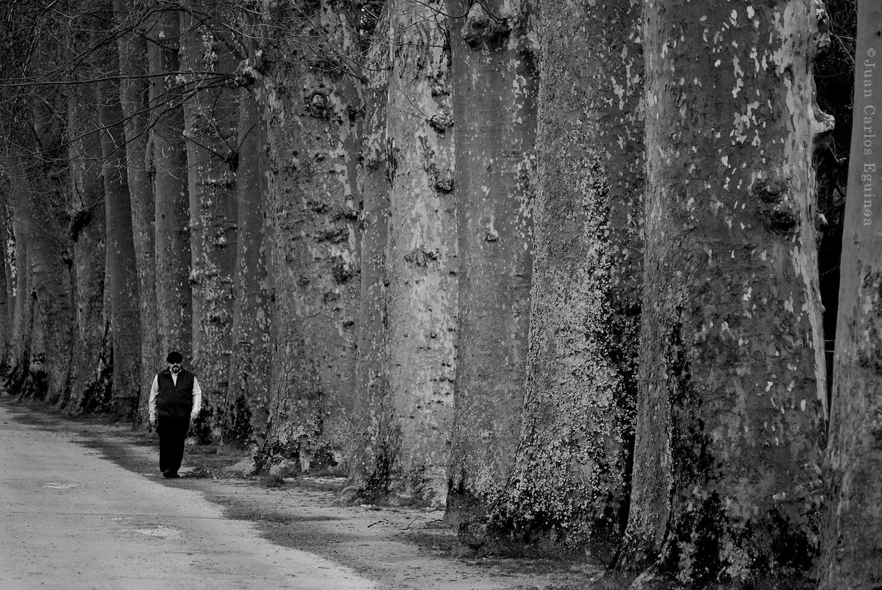 real people, tree, day, leisure activity, full length, lifestyles, plant, people, walking, men, nature, rear view, direction, outdoors, the way forward, standing, land, women, footpath