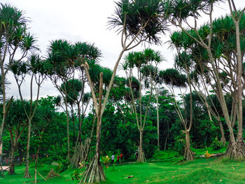 Palm trees in forest against sky